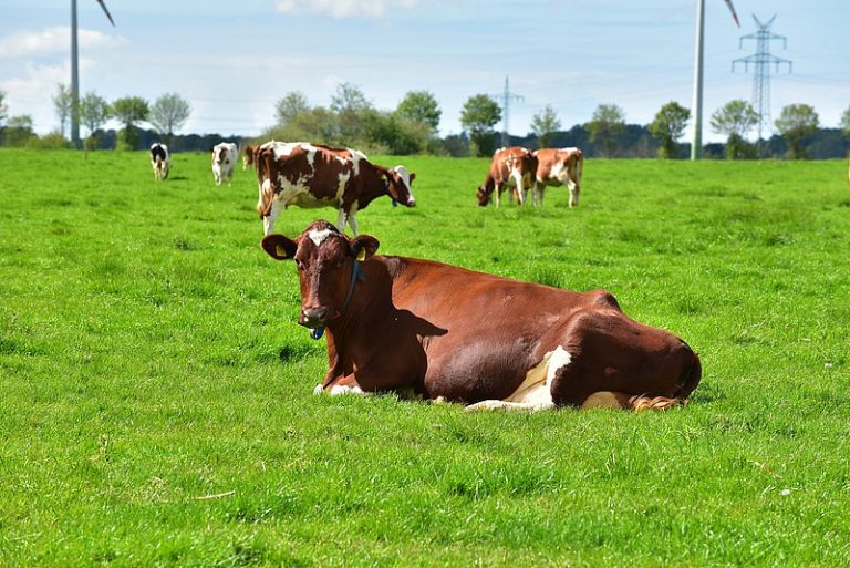 Grüne fordern Umdenken in der Landwirtschaft & Langjährige Mitglieder geehrt!